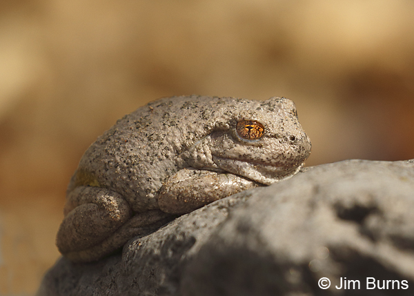 Canyon Treefrog, Oak Creek Canyon, Arizona