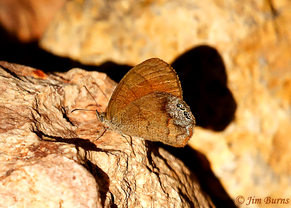 Canyonland Satyr and shadow, Arizona--1259