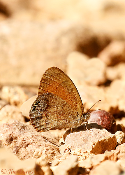 Canyonland Satyr vertical, Arizona--1263