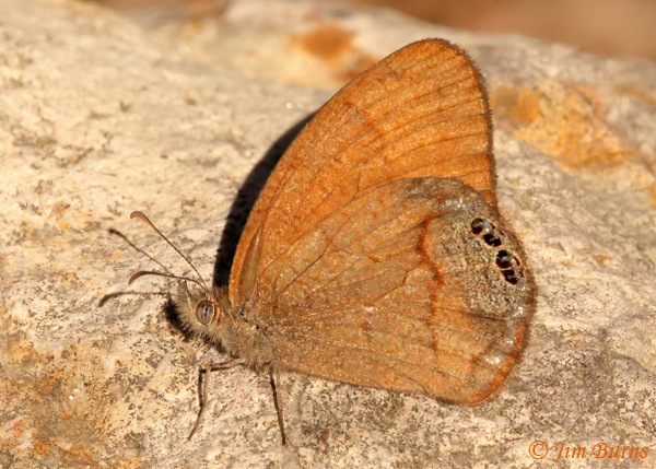 Canyonland Satyr, Arizona--4560