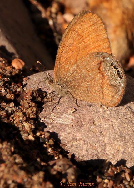 Canyonland Satyr at mud, Arizona--4541