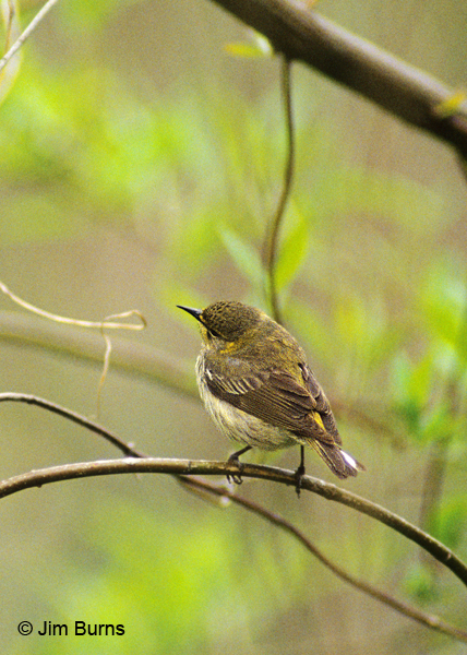 Cape May Warbler female