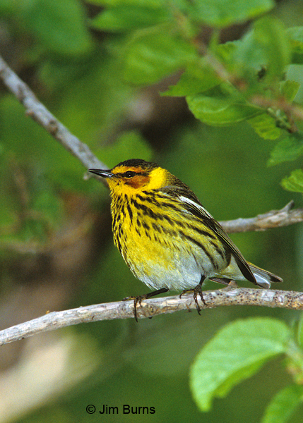 Cape May Warbler