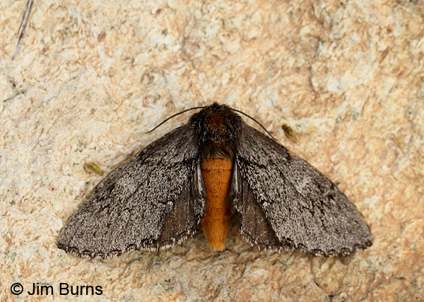 Cargida pyrrha dorsal view, Arizona
