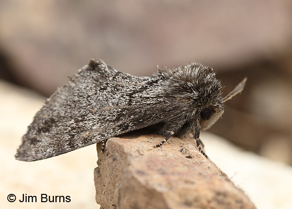 Cargida pyrrha lateral view, Arizona