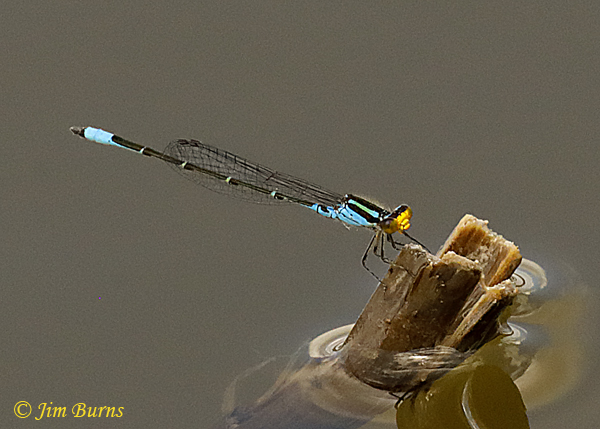 Caribbean Yellowface male, Hidalgo Co., TX, November 2019--7810