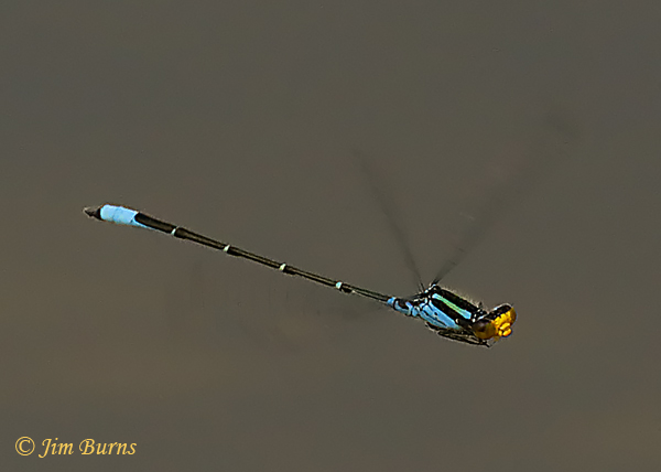 Caribbean Yellowface male in flight, Hidalgo Co., TX, November 201--7815