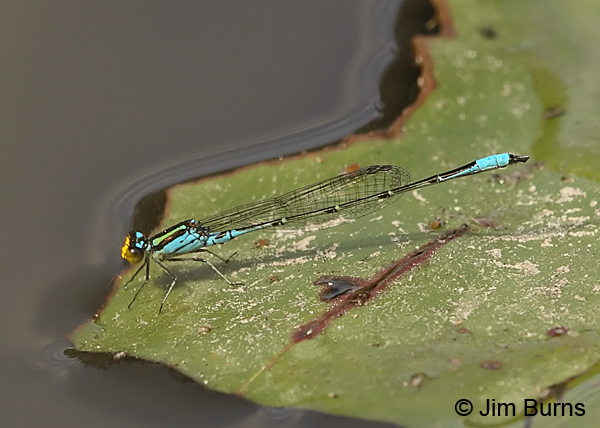 Caribbean Yellowface male on lilypad, Hidalgo Co., TX, October 2013