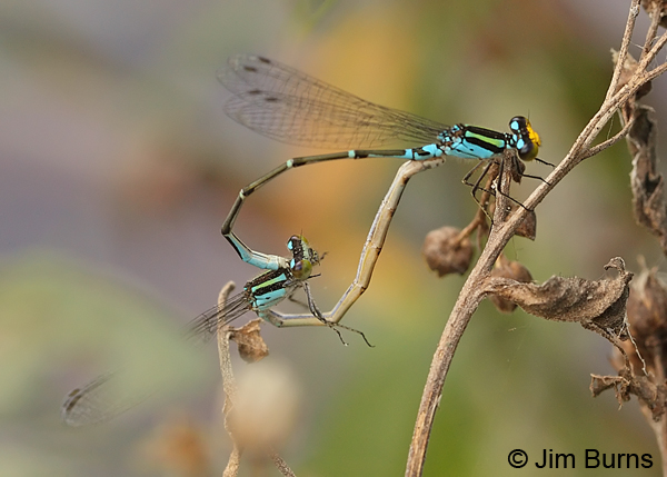 Caribbean Yellowface pair in wheel Hidalgo Co., TX, October 2013