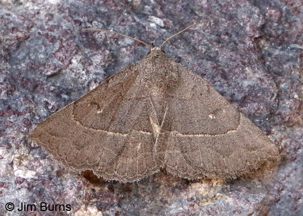 Caripeta ocellaria, Arizona