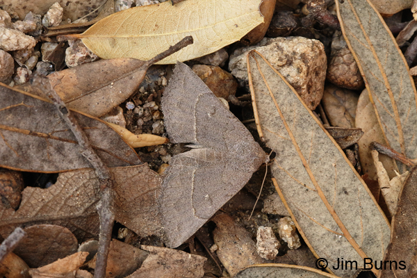 Caripeta ocellaria in leaves, Arizona