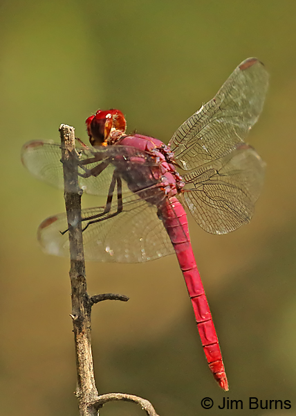 Carmine Skimmer male, Hidalgo Co., TX, November 2017