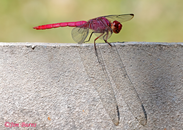Carmine Skimmer male wing shadow, Hidalgo Co., TX, September 2023--3699