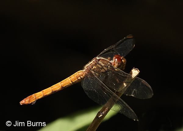 Carmine Skimmer female, Hidalgo Co., TX, November 2016