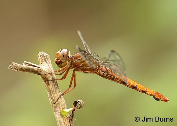 Carmine Skimmer female, Hidalgo Co., TX, October 2014