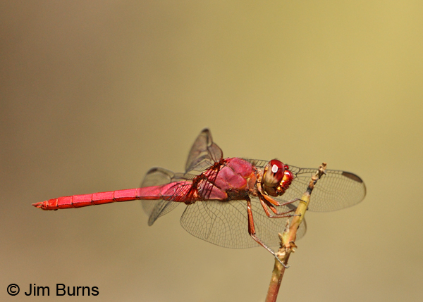 Carmine Skimmer male, Cochise Co., AZ, October 2012