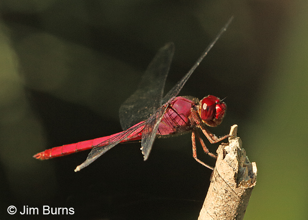 Carmine Skimmer male, Hidalgo Co., TX, October 2014