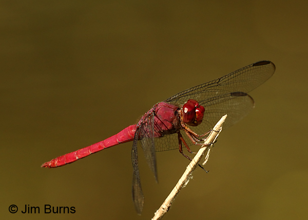 Carmine Skimmer male, Hidalgo Co., TX, November 2016