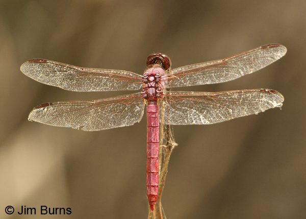 Carmine Skimmer male, Hidalgo Co., TX, May 2012