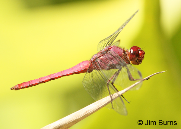Carmine Skimmer male profile, Veragua, CR, December 2011