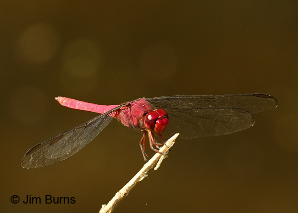 Carmine Skimmer male red face, Hidalgo Co., TX, November 2016