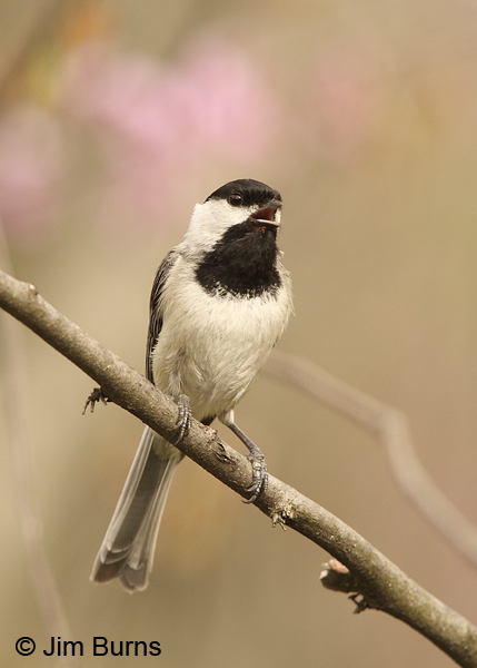 Carolina Chickadee calling