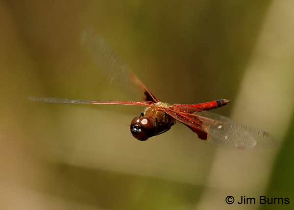 Carolina Saddlebags male in flight, Liberty Co., FL, May 2018--9103