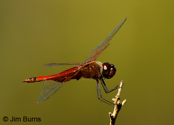 Carolina Saddlebags male, Liberty Co., FL, May 2018--9261