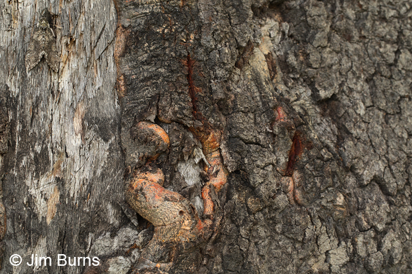 Carolina Sphinx Moth bark camouflage, Arizona