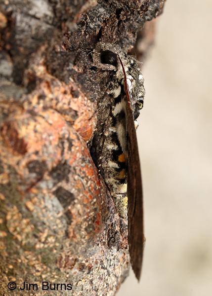 Carolina Sphinx Moth lateral view, Arizona