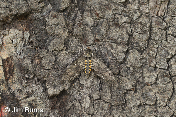 Carolina Sphinx Moth on bark, Arizona
