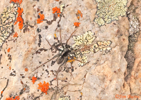 Carolina Wolf Spider on lichened rock, Wyoming--1925