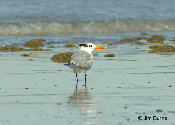 Caspian Tern adult nonbreeding