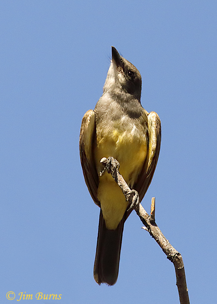 Cassin's Kingbird ventral--4864