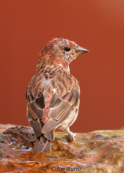 Cassin's Finch juvenile male--3732