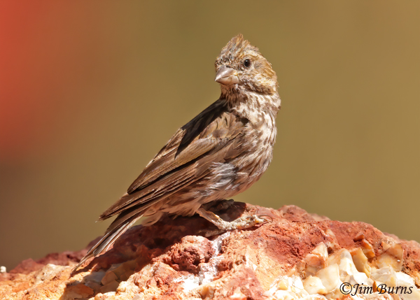 Cassin's Finch female--4010