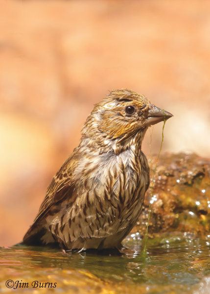 Cassin's Finch female drinking--4433