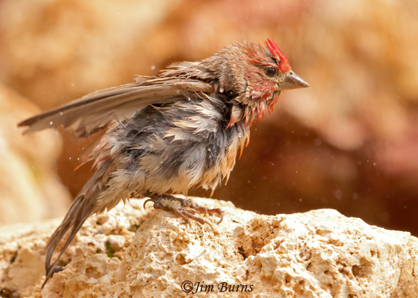 Cassin's Finch male bathing--5184