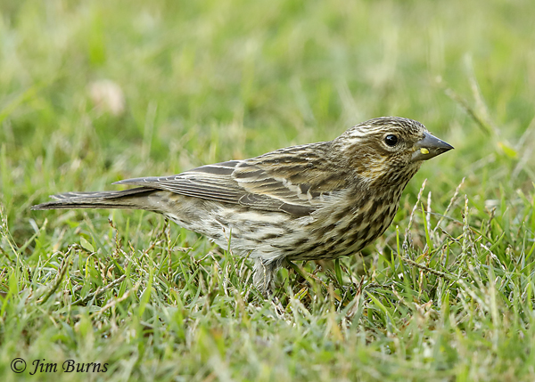 Cassin's Finch female with grass seed--8479