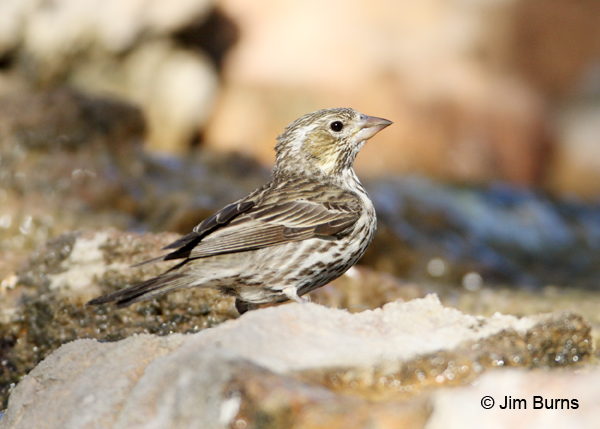 Cassin's Finch female #2