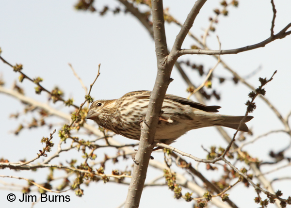 Cassin's Finch female dorsal view
