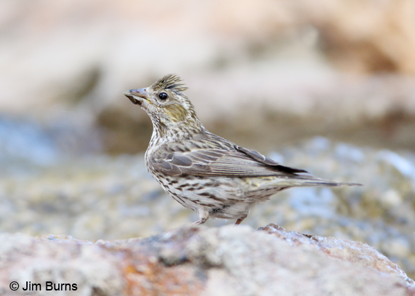 Cassin's Finch female showing diagnostic streaking on undertail coverts