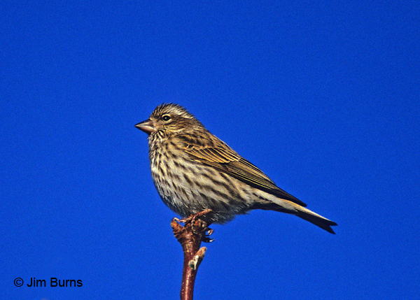 Cassin's Finch female