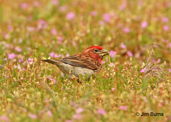 Cassin's Finch male in flowers