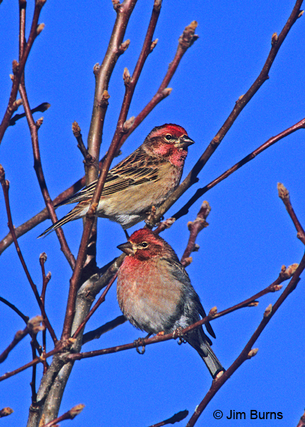 Cassin's Finch males