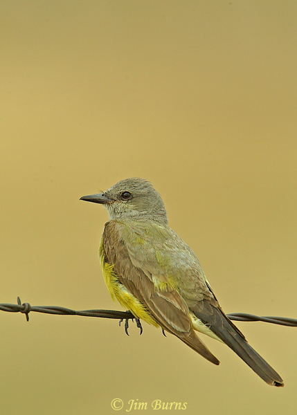Cassin's Kingbird immature--3415
