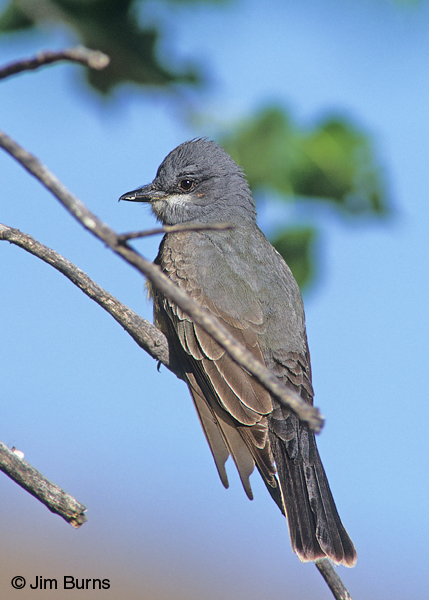 Cassin's Kingbird dorsal view