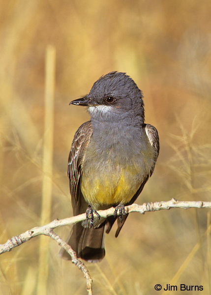 Cassin's Kingbird