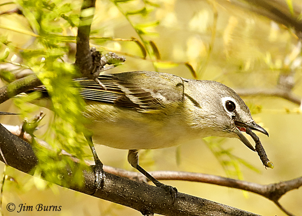 Cassin's Vireo with caterpillar #2--0042