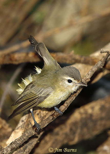 Cassin's Vireo preening after bathing--5788